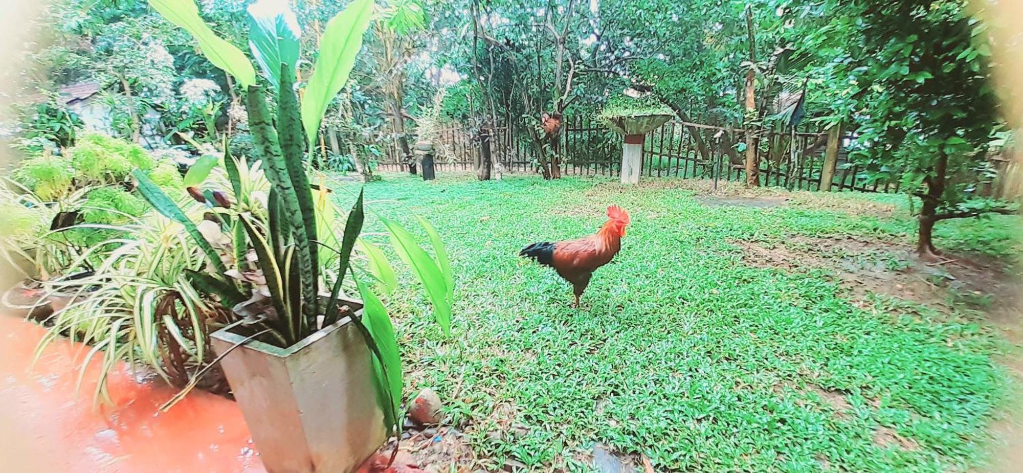 Bamboo Home Stay Hiriketiya Dikwella Exterior foto